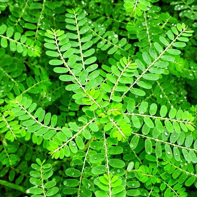 Bhuiamla (Phyllanthus niruri)