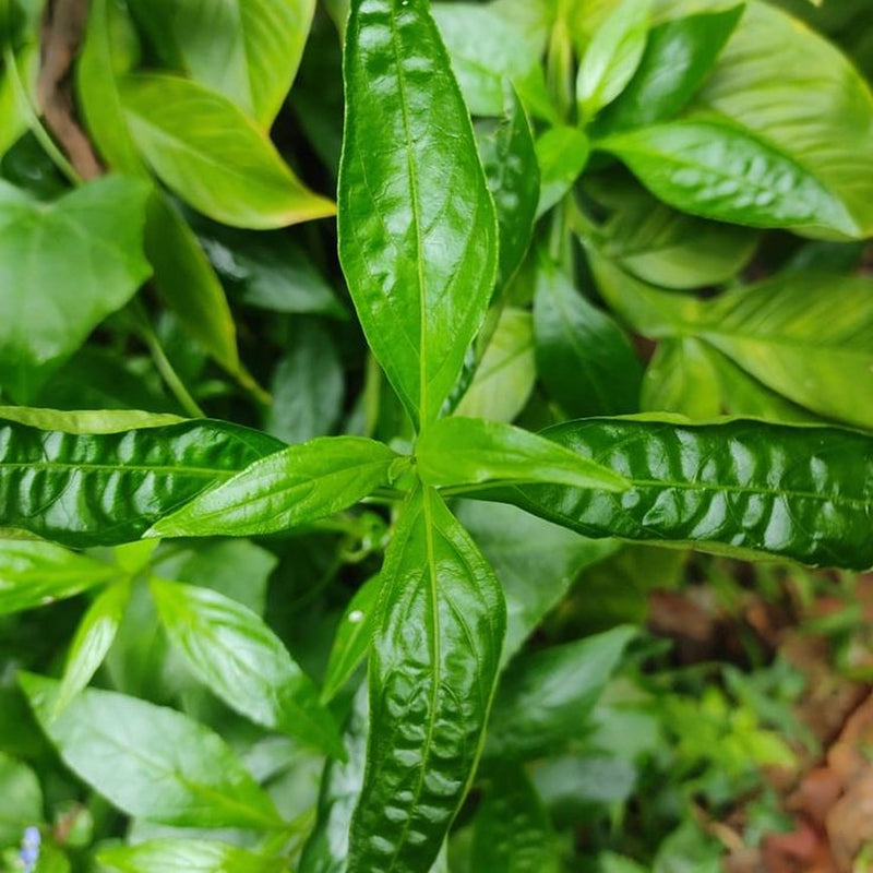 Kalmegh (Andrographis paniculata)
