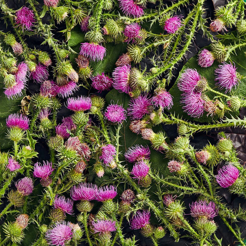 Milk Thistle (Silybum marianum)