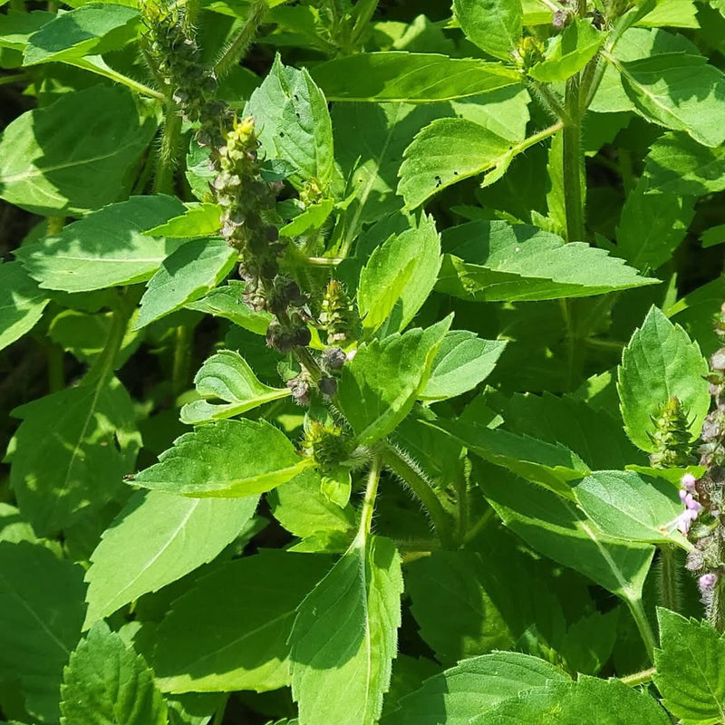 Tulsi (Ocimum sanctum)
