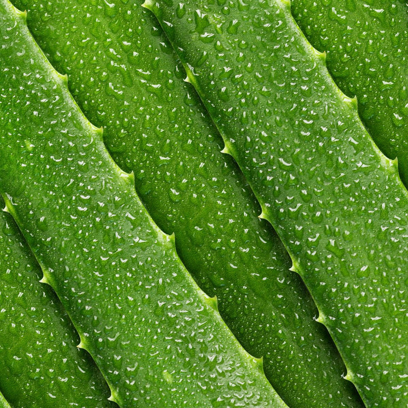 Ghee Kawar / Aloe Vera