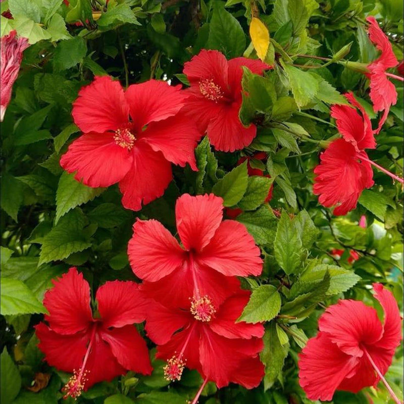 Gudhal / Hibiscus