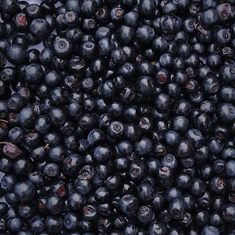Jamun (Eugenia jambolana)