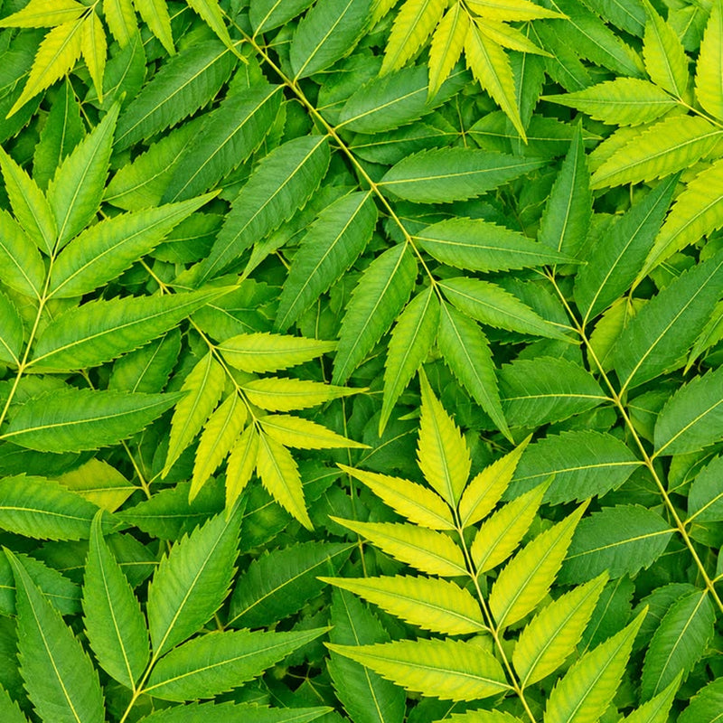 Neem (Azadirachta indica)