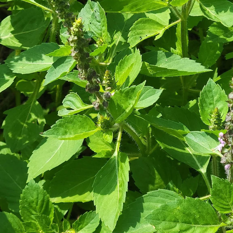 Panch Tulsi (five Holy Basils)